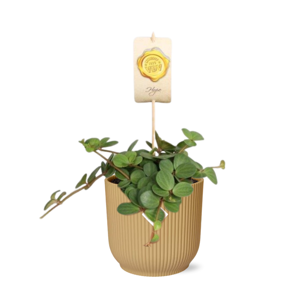 Peperomia Hope in ELHO Vibes Fold 14cm geel en pot. Plante verte type Peperomia Hope in ELHO Vibes Fold 14cm geel, livrée en pot, idéale pour intérieur lumineux.