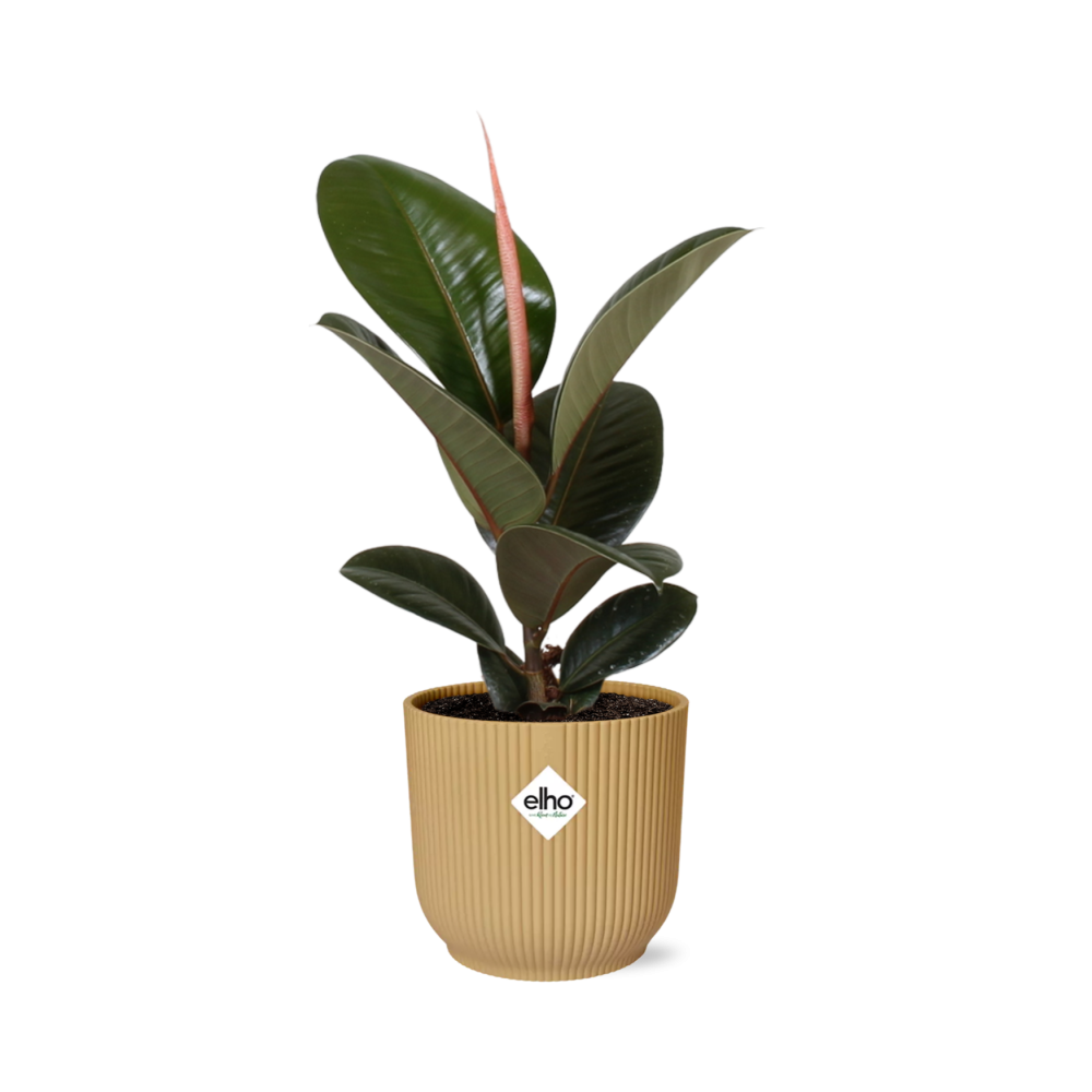 Ficus Elastica Robusta in ELHO Vibes Fold 14cm geel en pot. Plante verte type Ficus Elastica Robusta in ELHO Vibes Fold 14cm geel, livrée en pot, idéale pour intérieur lumineux.