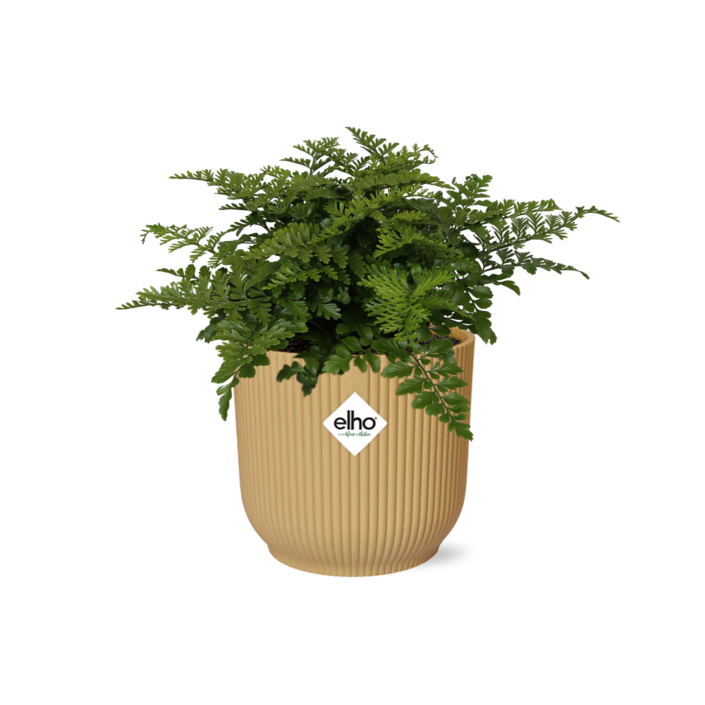 Asplenium Parvati in ELHO Vibes Fold 14cm geel en pot. Plante verte type Asplenium Parvati in ELHO Vibes Fold 14cm geel, livrée en pot, idéale pour intérieur lumineux.