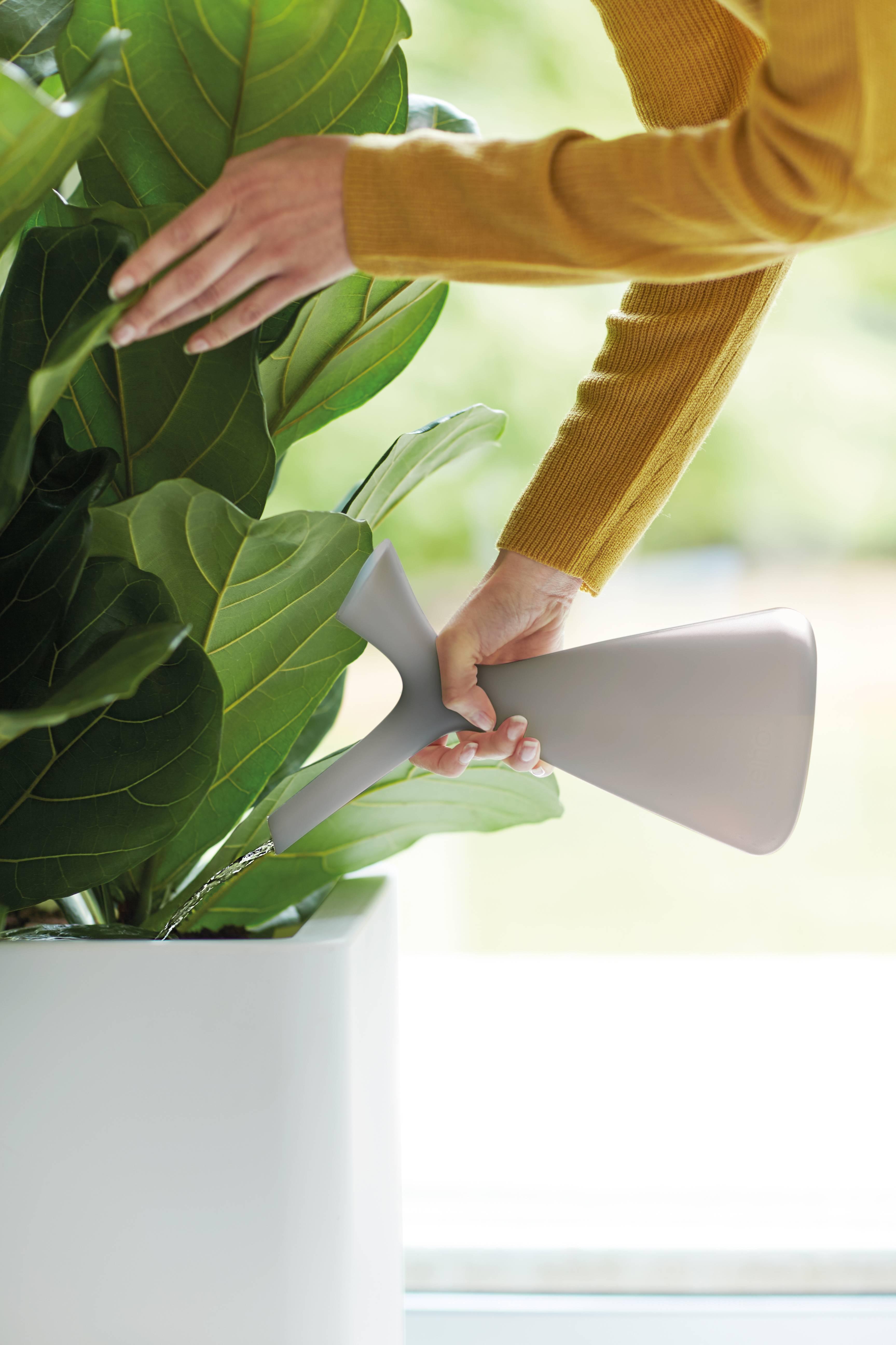 Plunge gieter 1,7L Wit en pot. Plante verte type Plunge gieter 1,7L Wit, livrée en pot, idéale pour intérieur lumineux. – Image 3