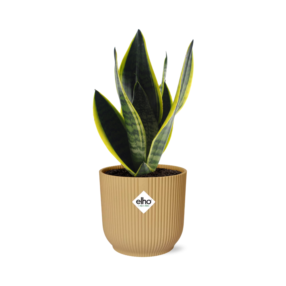 Sansevieria Futura Superba in ELHO Vibes Fold 14cm geel en pot. Plante verte type Sansevieria Futura Superba in ELHO Vibes Fold 14cm geel, livrée en pot, idéale pour intérieur lumineux.