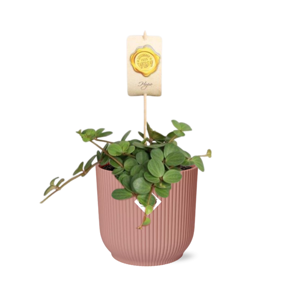 Peperomia Hope in ELHO Vibes Fold 14cm roze en pot. Plante verte type Peperomia Hope in ELHO Vibes Fold 14cm roze, livrée en pot, idéale pour intérieur lumineux.