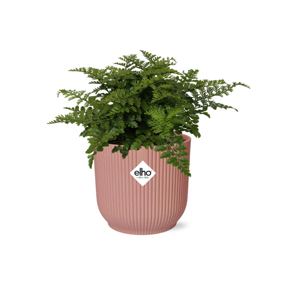 Asplenium Parvati in ELHO Vibes Fold 14cm roze en pot. Plante verte type Asplenium Parvati in ELHO Vibes Fold 14cm roze, livrée en pot, idéale pour intérieur lumineux.