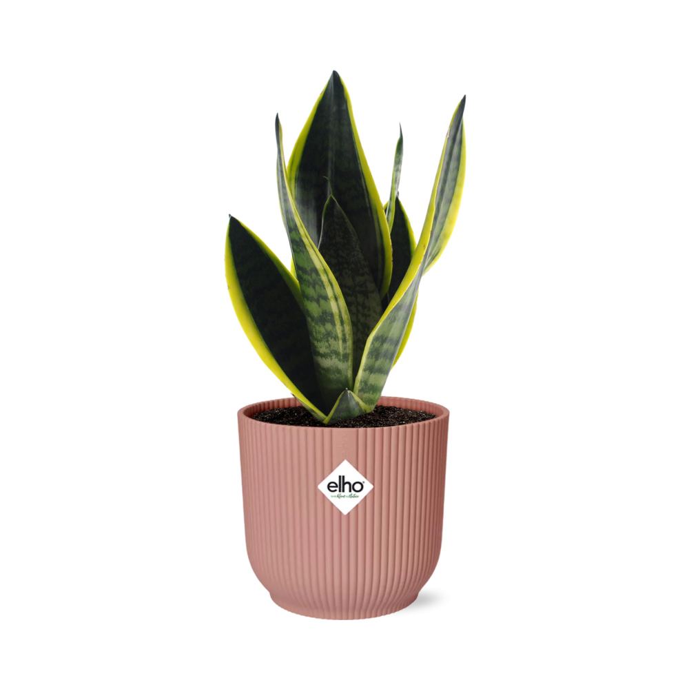 Sansevieria Futura Superba in ELHO Vibes Fold 14cm roze en pot. Plante verte type Sansevieria Futura Superba in ELHO Vibes Fold 14cm roze, livrée en pot, idéale pour intérieur lumineux.