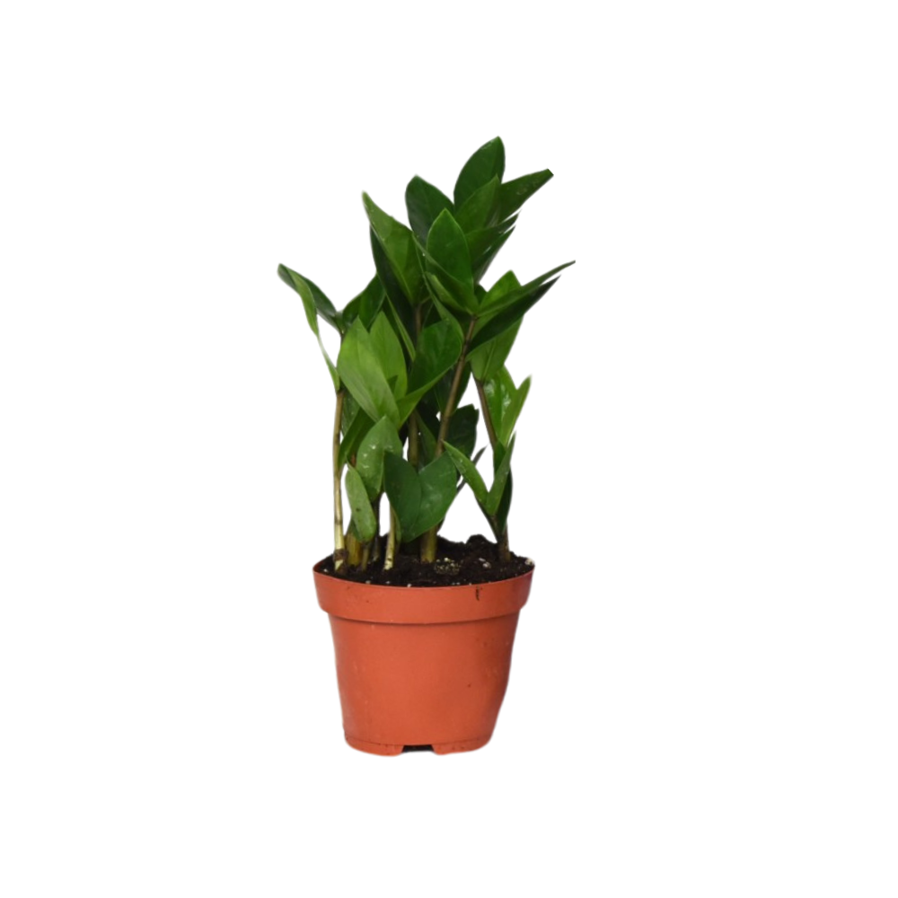 Zamioculcas en pot Ø12cm  Hauteur 30cm. Plante verte type Zamioculcas, livrée en pot, idéale pour intérieur lumineux.