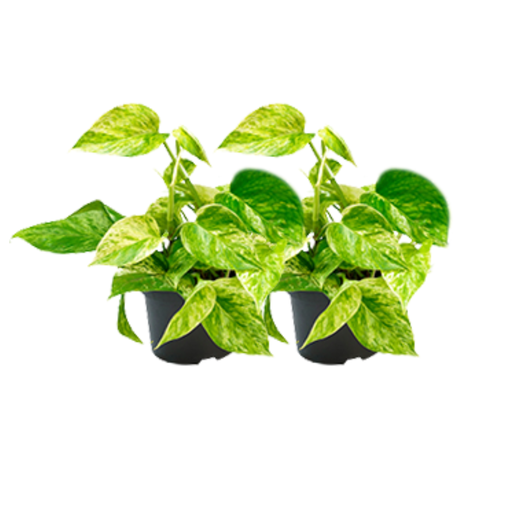 Epipremnum Marble Queen en pot Ø15cm. Plante verte type Epipremnum Marble Queen, livrée en pot, idéale pour intérieur lumineux.