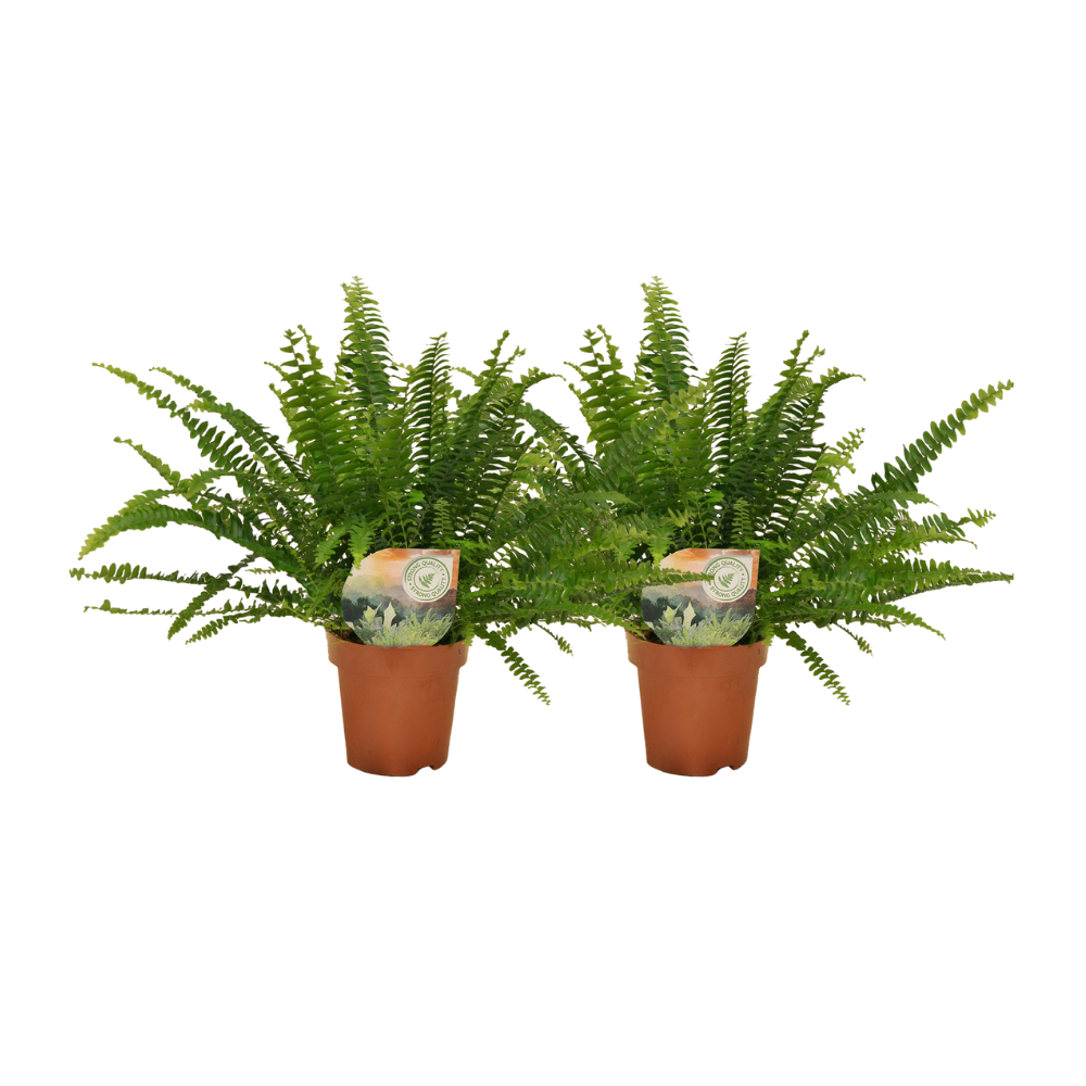 Nephrolepis krulvaren en pot Ø12cm  Hauteur 30cm. Plante verte type Nephrolepis krulvaren, livrée en pot, idéale pour intérieur lumineux.