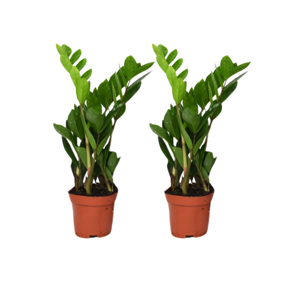 Zamioculcas Zamiifolia en pot Ø12cm  Hauteur 40cm. Plante verte type Zamioculcas Zamiifolia, livrée en pot, idéale pour intérieur lumineux.