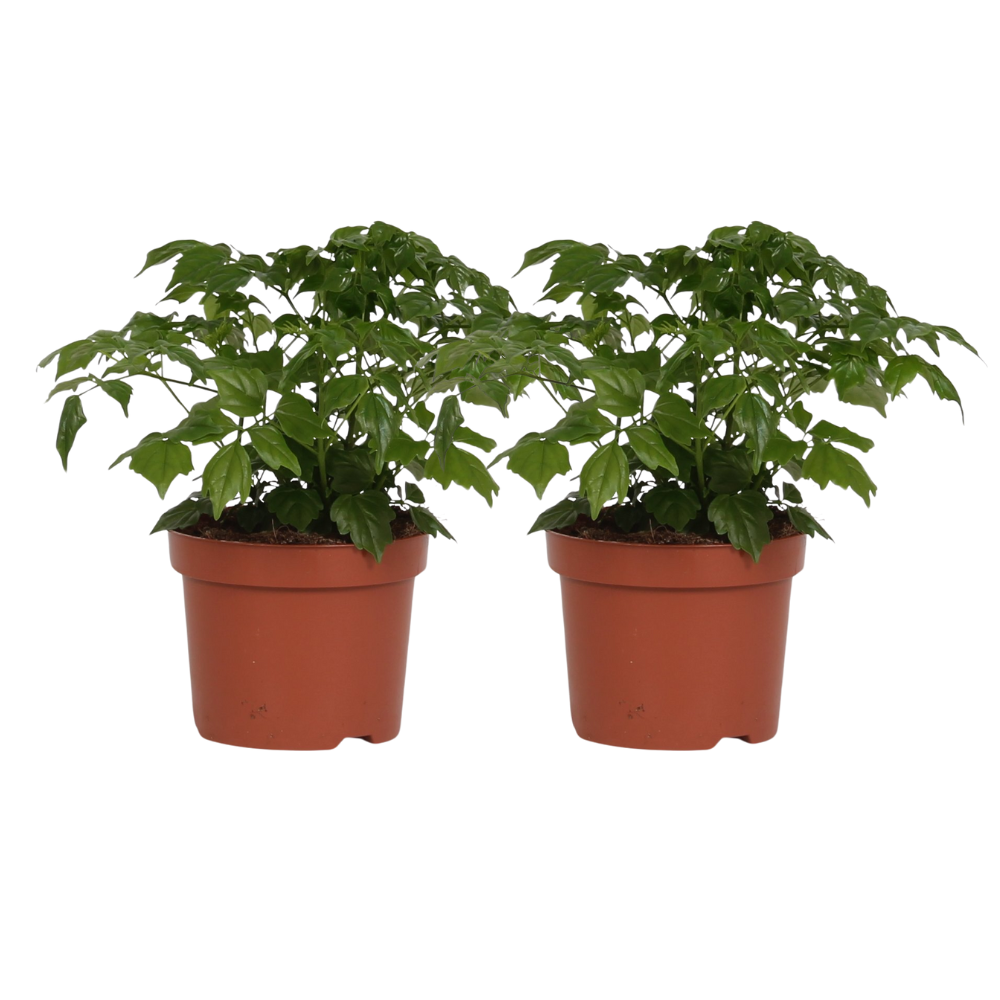 Rademachera Sinica en pot Ø12cm  Hauteur 27cm. Plante verte type Rademachera Sinica, livrée en pot, idéale pour intérieur lumineux.