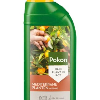Pokon Mediterrane Plantenvoeding 500 ml en pot. Plante verte type Pokon Mediterrane Plantenvoeding 500 ml, livrée en pot, idéale pour intérieur lumineux.