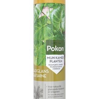 Pokon Bladglans 600 ml en pot. Plante verte type Pokon Bladglans 600 ml, livrée en pot, idéale pour intérieur lumineux.