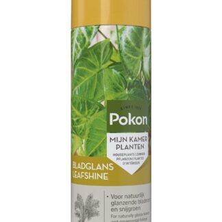 Pokon Bladglans 250 ml en pot. Plante verte type Pokon Bladglans 250 ml, livrée en pot, idéale pour intérieur lumineux.