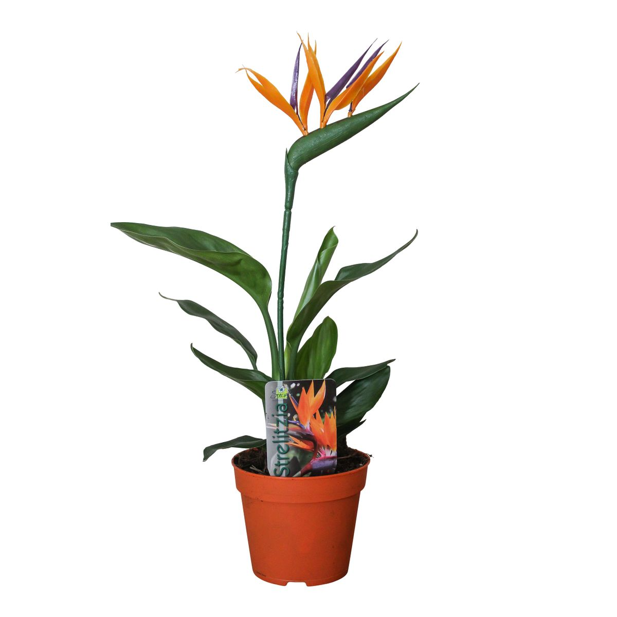 Strelitzia Reginae P13 2pp (met Kunstbloem) en pot Ø13cm  Hauteur 35cm. Plante verte type Strelitzia Reginae P13 2pp (met Kunstbloem), livrée en pot, idéale pour intérieur lumineux.