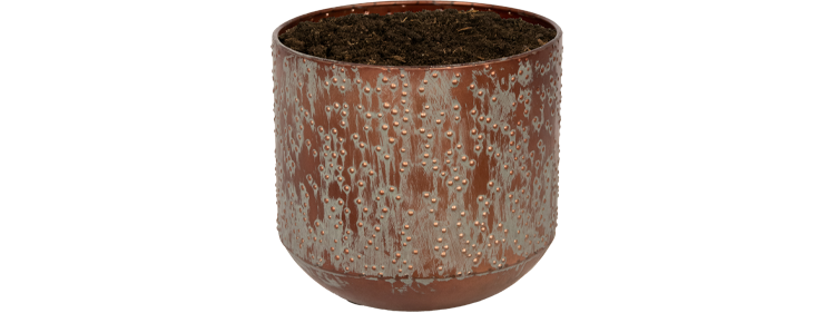 Pot Lian Koper Zwart en pot. Plante verte type Pot Lian Koper Zwart, livrée en pot, idéale pour intérieur lumineux.
