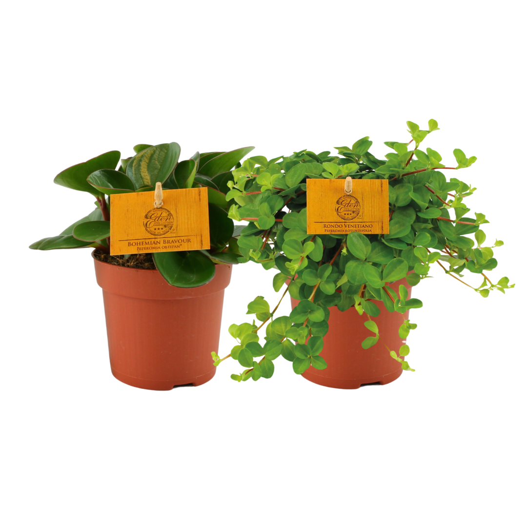 Peperomia Duo 1.0 en pot Ø10cm  Hauteur 15cm. Plante verte type Peperomia Duo 1.0, livrée en pot, idéale pour intérieur lumineux.