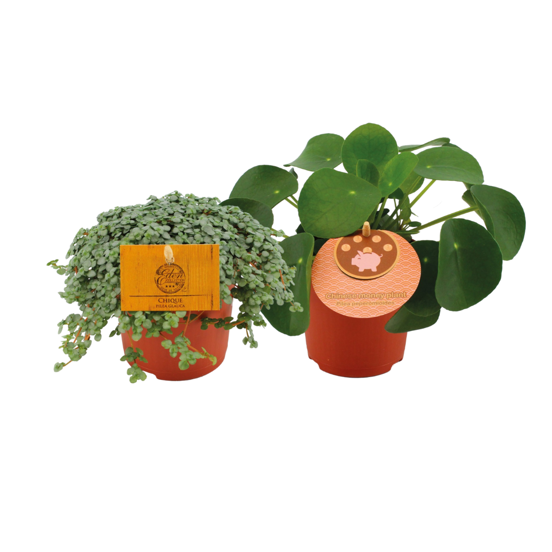 Pilea Duo 1.0 en pot Ø10cm  Hauteur 15cm. Plante verte type Pilea Duo 1.0, livrée en pot, idéale pour intérieur lumineux.