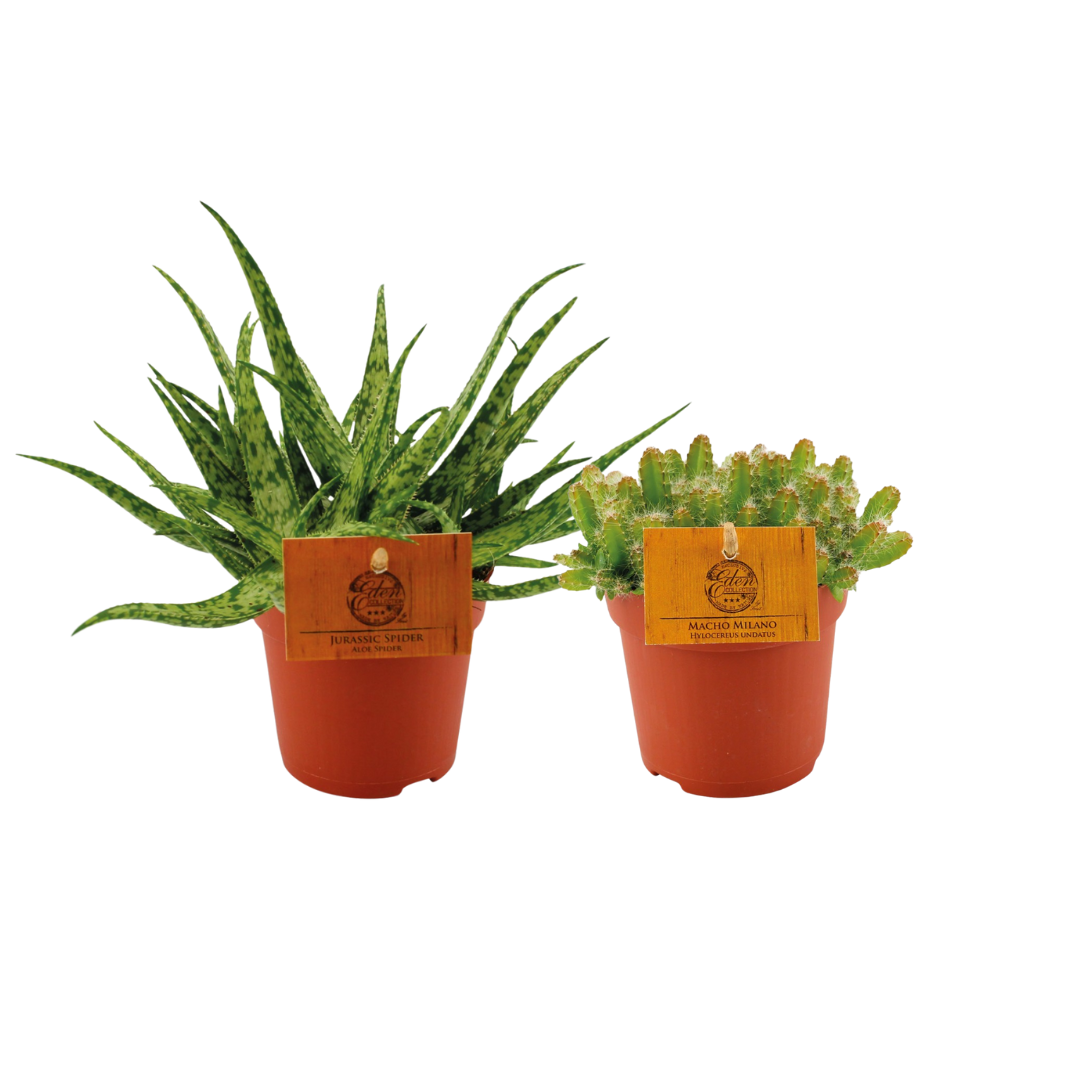 Aloe Spider/Hylocereus Undatus Duo en pot Ø10cm  Hauteur 15cm. Plante verte type Aloe Spider/Hylocereus Undatus Duo, livrée en pot, idéale pour intérieur lumineux.