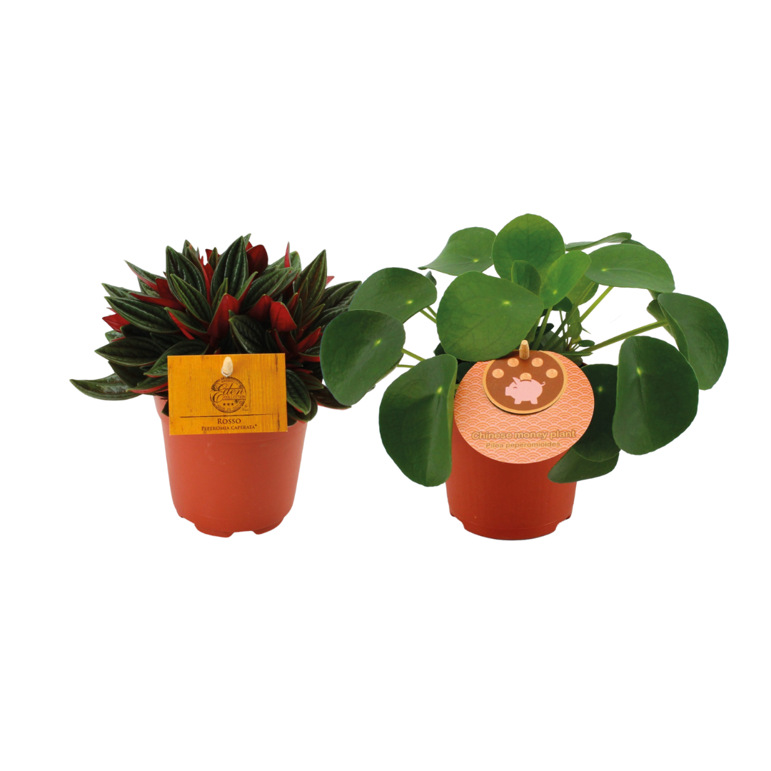 Peperomia Duo Rosso/Pilea Peperomioides en pot Ø10cm  Hauteur 15cm. Plante verte type Peperomia Duo Rosso/Pilea Peperomioides, livrée en pot, idéale pour intérieur lumineux.