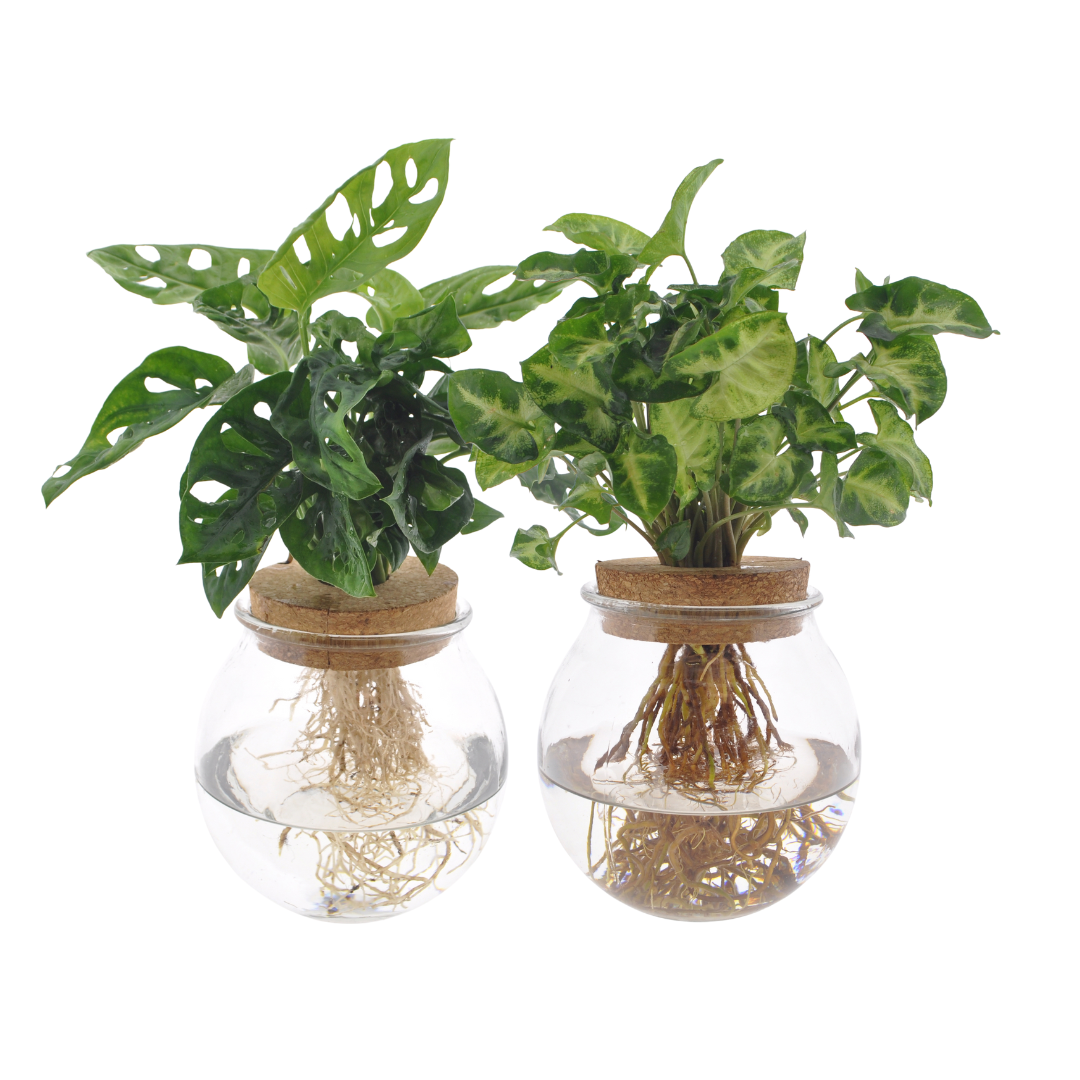 Bolglas Duo Monstera Adansonii/Syngonium Green en pot Ø12cm  Hauteur 12cm. Plante verte type Bolglas Duo Monstera Adansonii/Syngonium Green, livrée en pot, idéale pour intérieur lumineux.