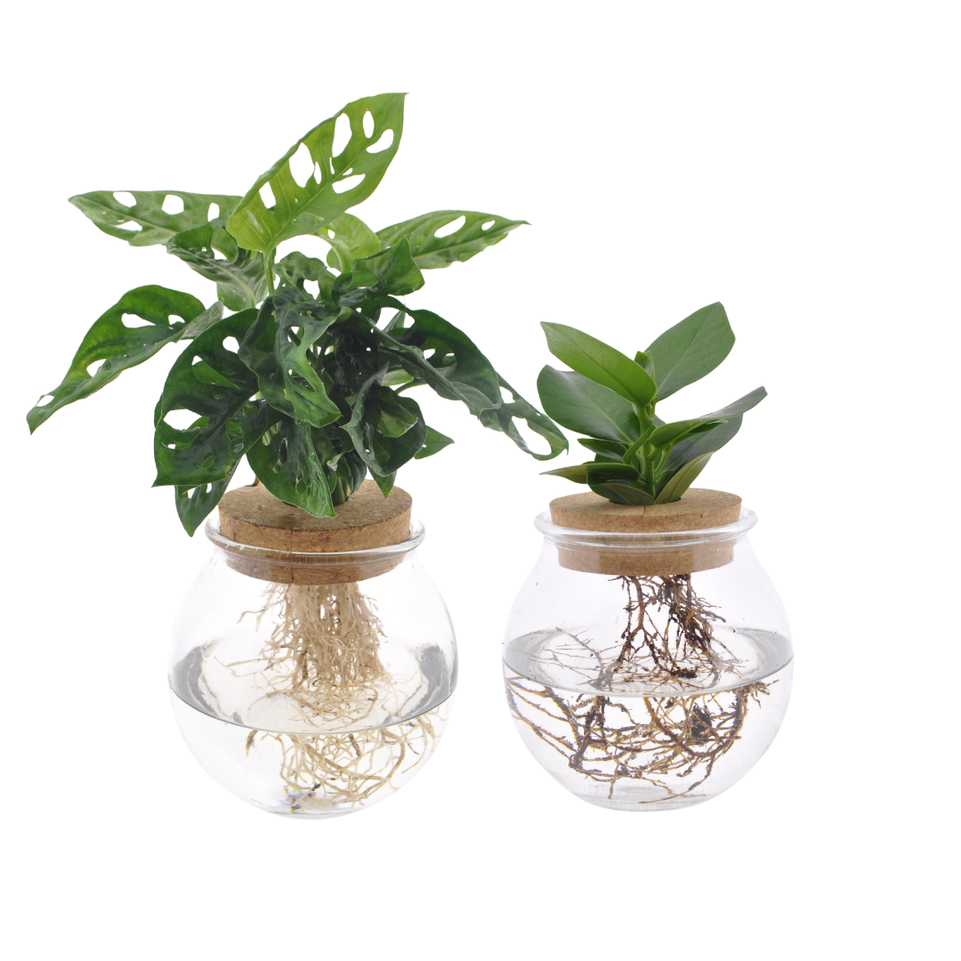 Bolglas Duo Monstera Adansonii/Clusia en pot Ø12cm  Hauteur 30cm. Plante verte type Bolglas Duo Monstera Adansonii/Clusia, livrée en pot, idéale pour intérieur lumineux.