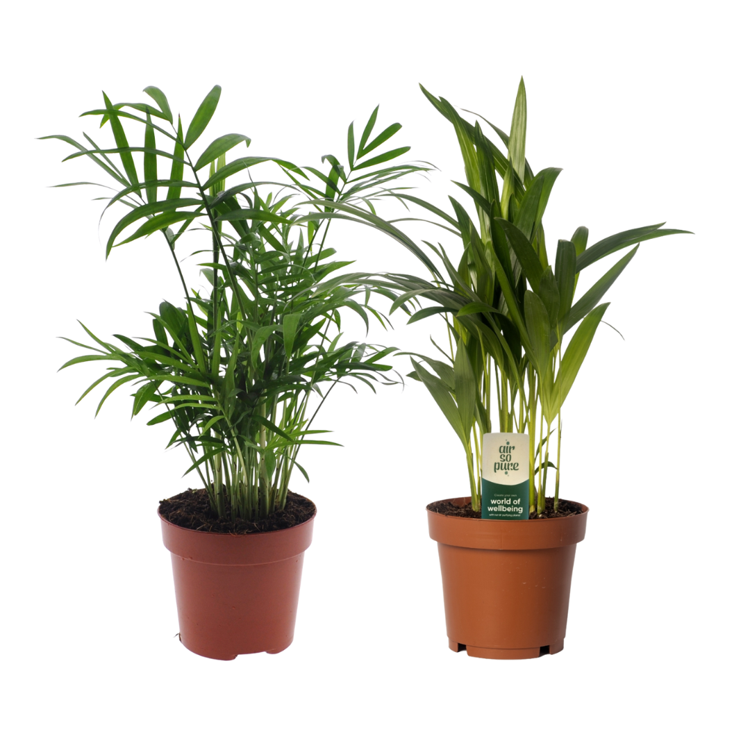 Dypsis lutescens/Chamadorea Duo en pot Ø12cm  Hauteur 40cm. Plante verte type Dypsis lutescens/Chamadorea Duo, livrée en pot, idéale pour intérieur lumineux.