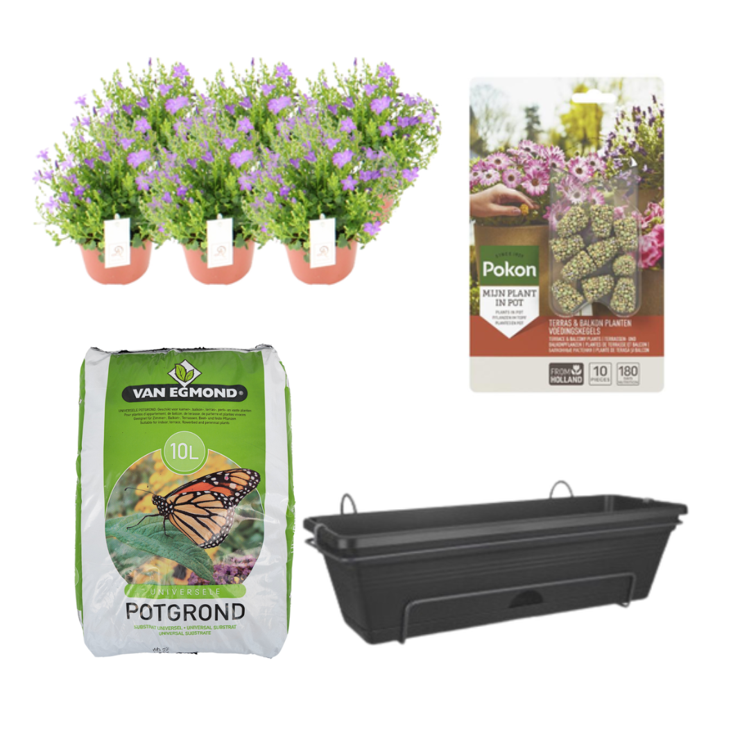 Balkonbak Zwart DIY en pot. Plante verte type Balkonbak Zwart DIY, livrée en pot, idéale pour intérieur lumineux.