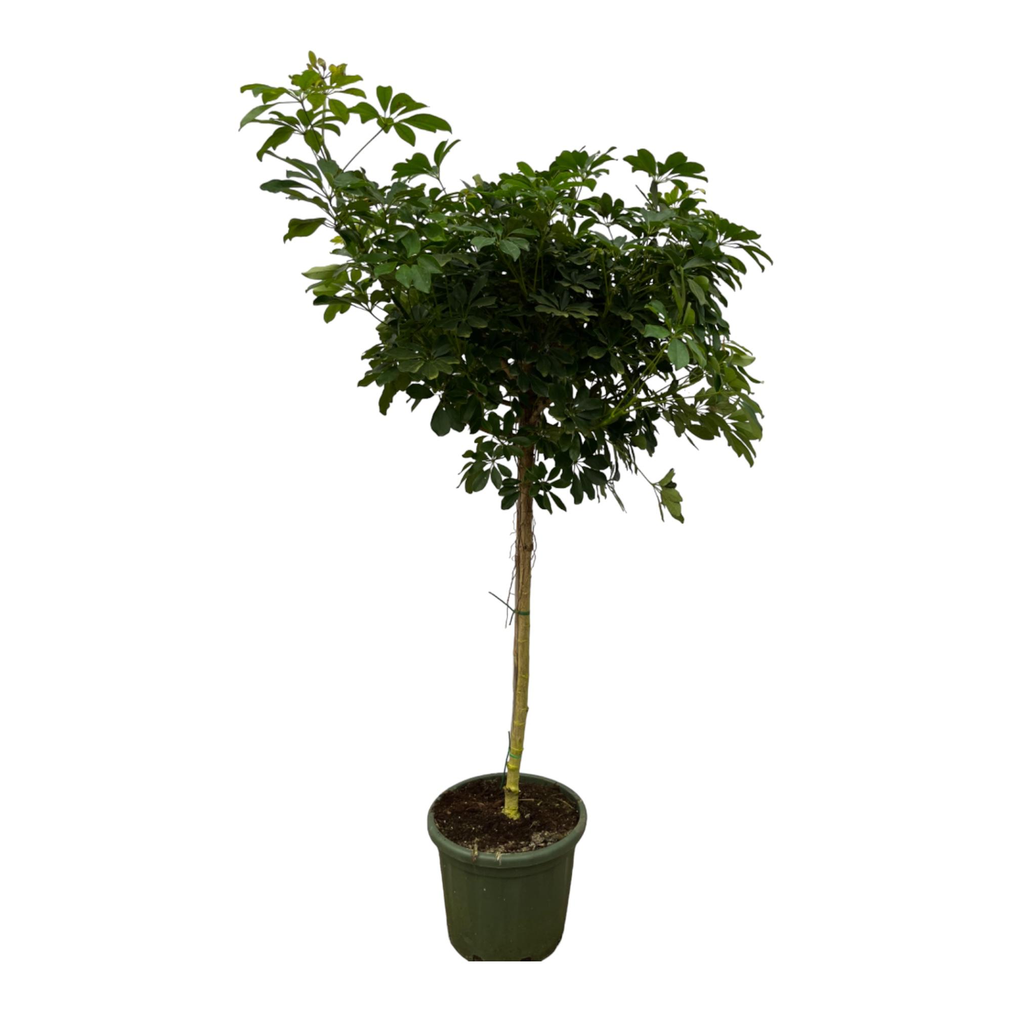 Schefflera Nora stam en pot Ø45cm. Plante verte type Schefflera Nora stam, livrée en pot, idéale pour intérieur lumineux.