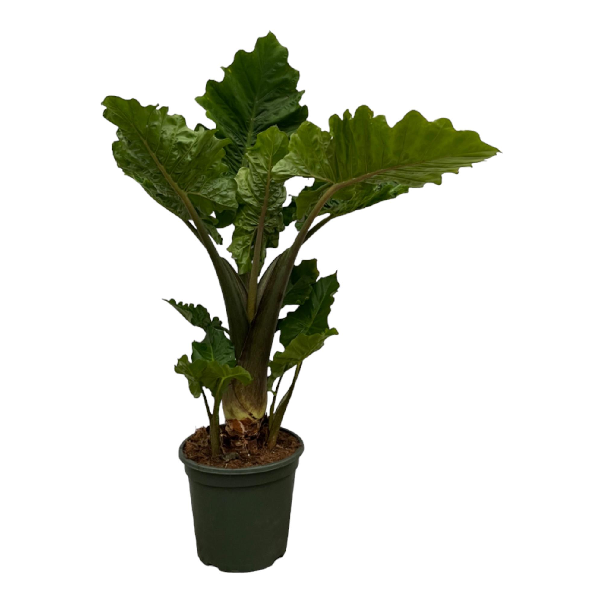 Alocasia Low Raider en pot Ø26cm. Plante verte type Alocasia Low Raider, livrée en pot, idéale pour intérieur lumineux.