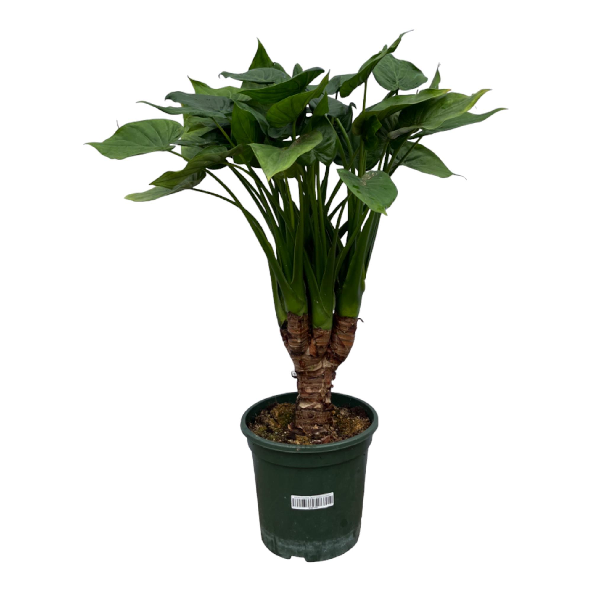 Alocasia Cucullatta stam en pot Ø26cm. Plante verte type Alocasia Cucullatta stam, livrée en pot, idéale pour intérieur lumineux.