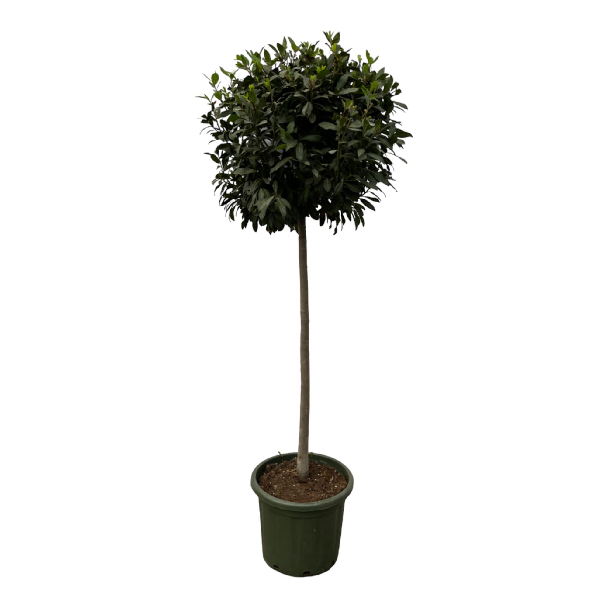 Laurus Nobulis stam en pot Ø45cm. Plante verte type Laurus Nobulis stam, livrée en pot, idéale pour intérieur lumineux.