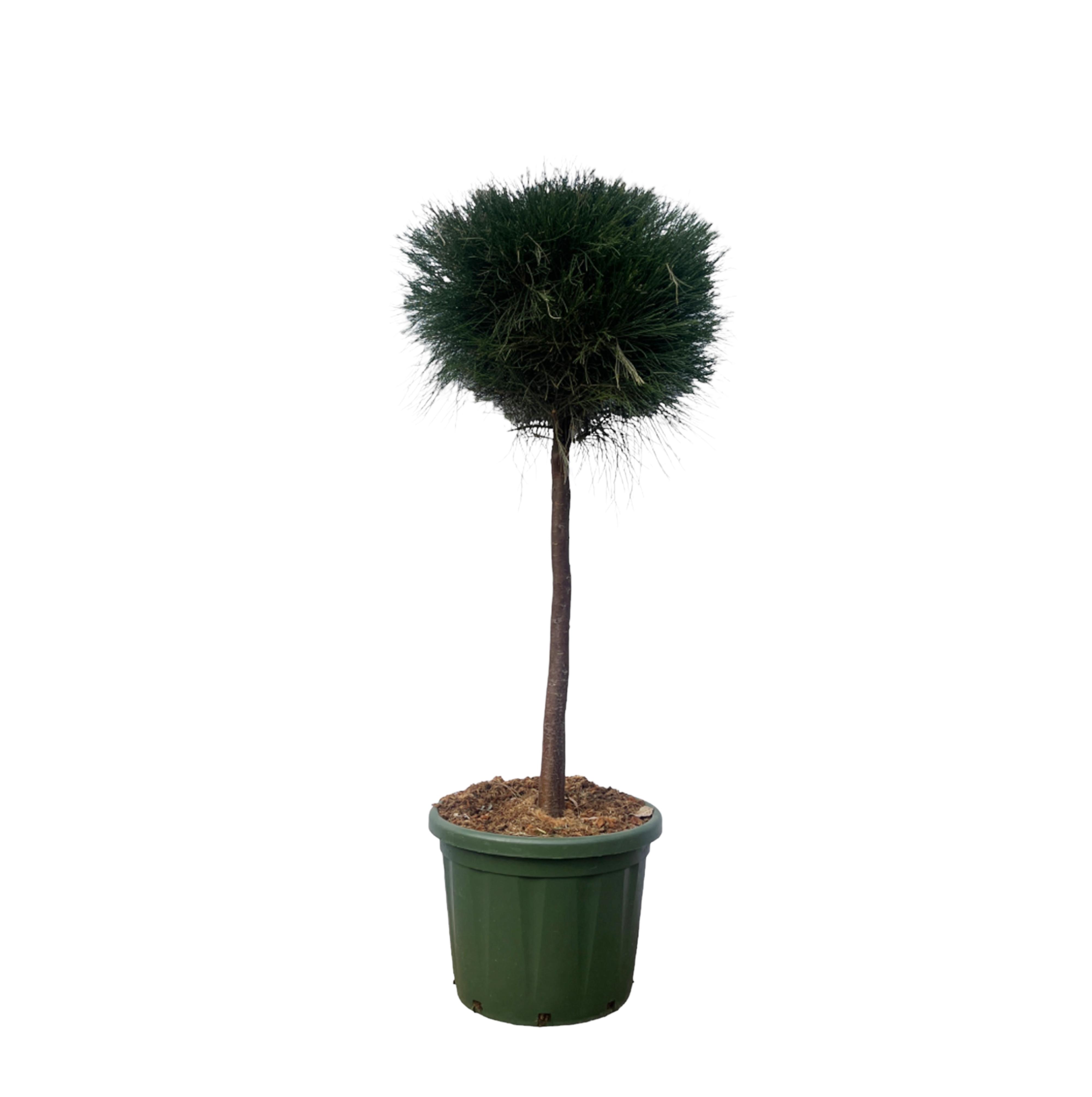 Pinus Cesarerina en pot Ø48cm. Plante verte type Pinus Cesarerina, livrée en pot, idéale pour intérieur lumineux.