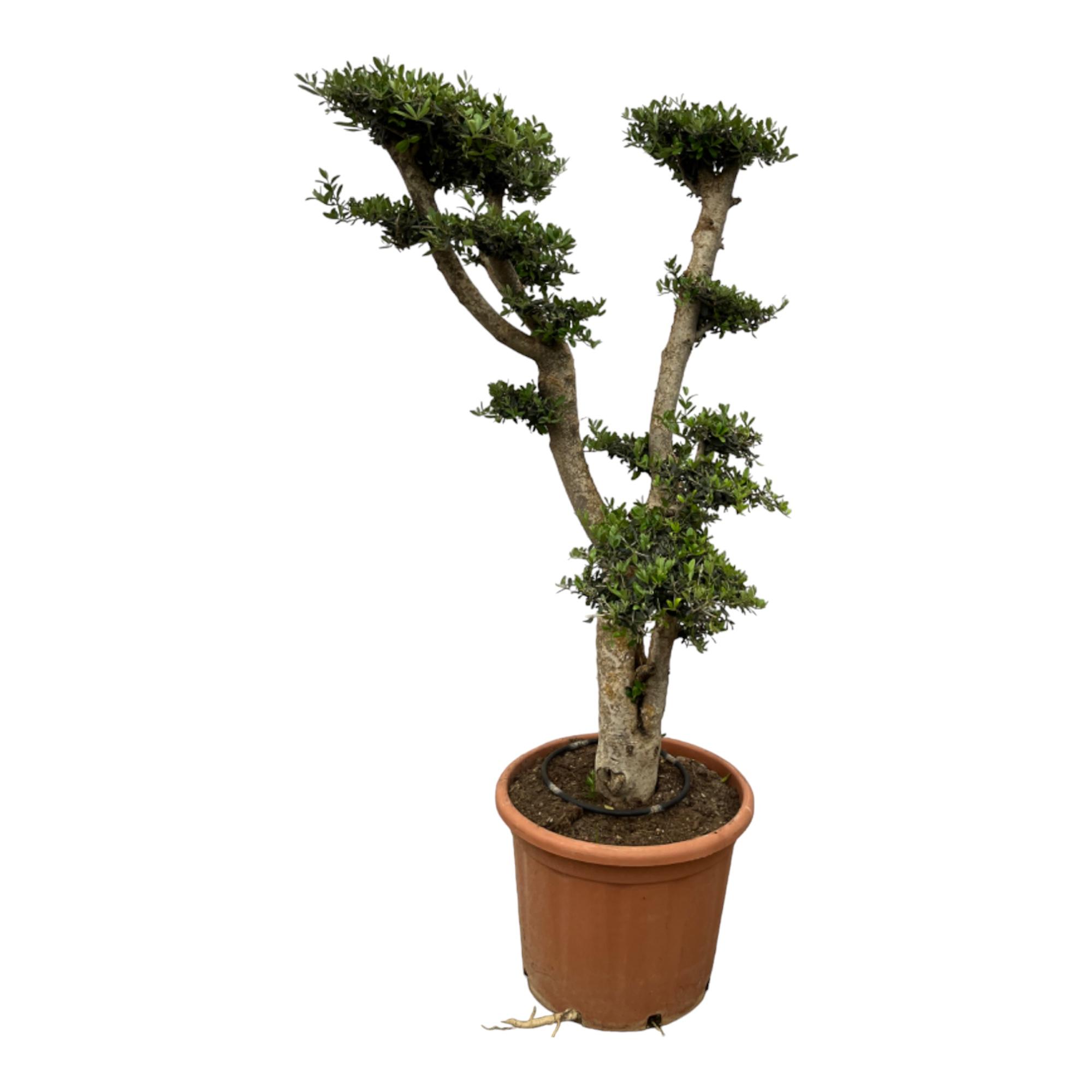 Olea Pon Pon en pot Ø55cm. Plante verte type Olea Pon Pon, livrée en pot, idéale pour intérieur lumineux.