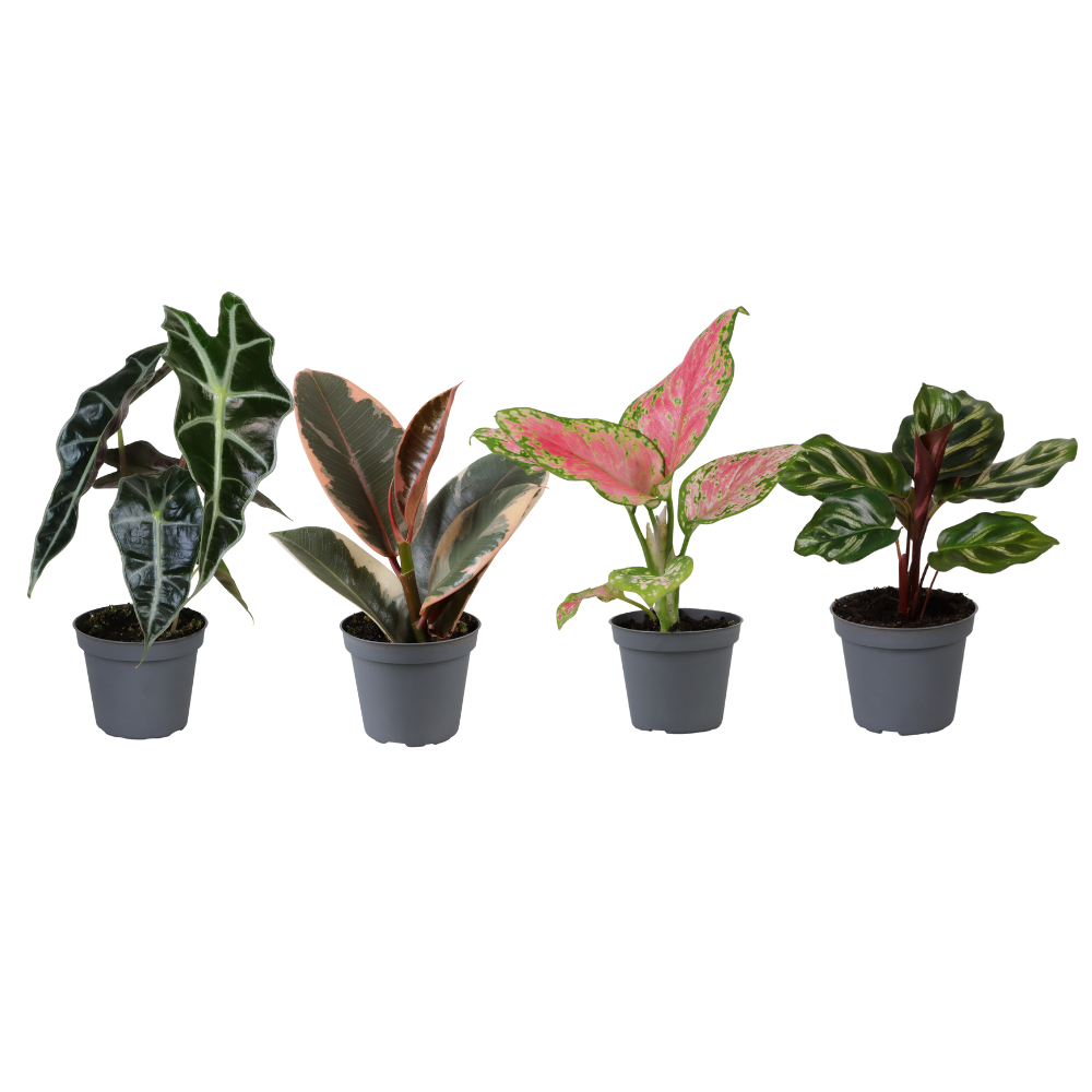 Baby Plantjes Verrassingsbox en pot Ø6cm  Hauteur 12cm. Plante verte type Baby Plantjes Verrassingsbox, livrée en pot, idéale pour intérieur lumineux.