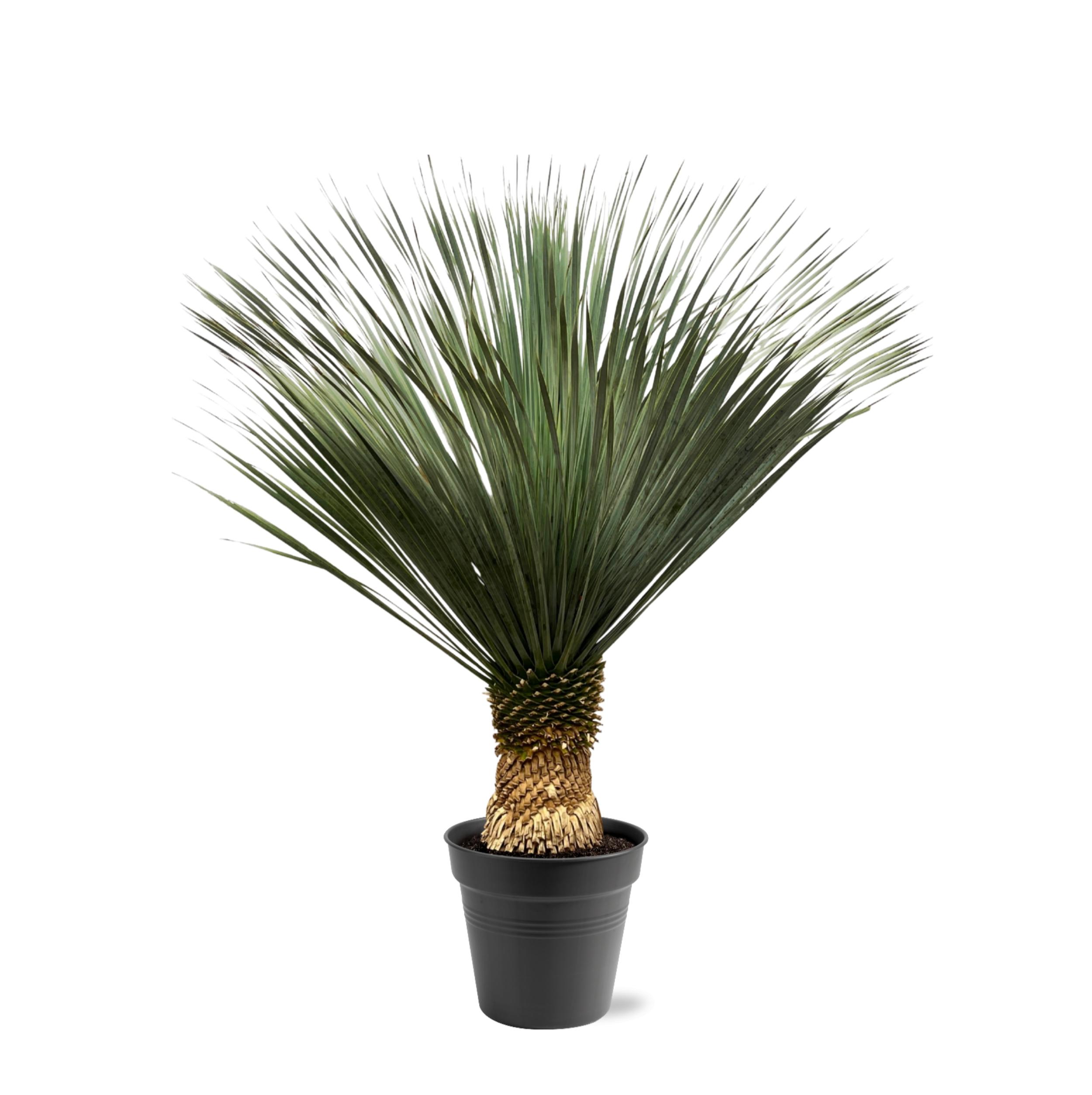 Yucca Rostrata en pot Ø50cm. Plante verte type Yucca Rostrata, livrée en pot, idéale pour intérieur lumineux.
