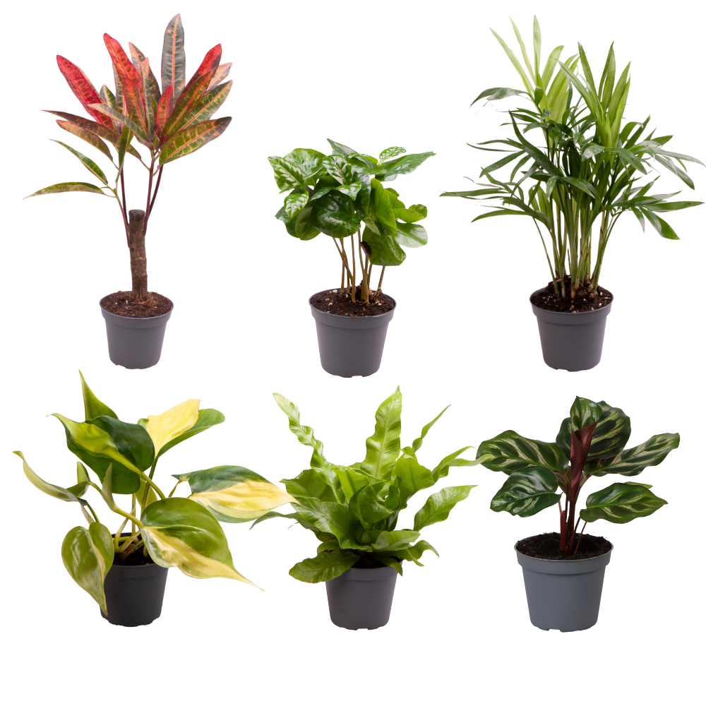 Baby Plantjes Verrassingsbox en pot Ø6cm  Hauteur 12cm. Plante verte type Baby Plantjes Verrassingsbox, livrée en pot, idéale pour intérieur lumineux.