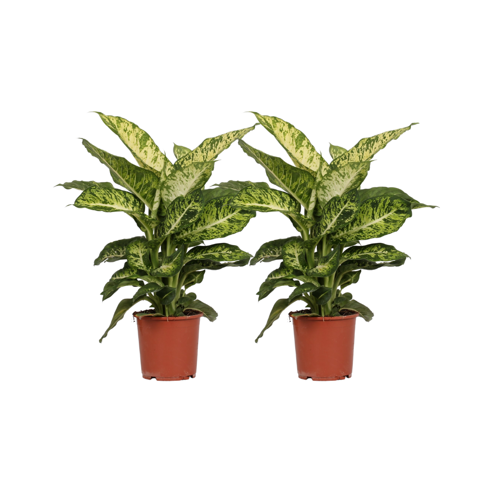 Dieffenbachia Mars en pot Ø17cm  Hauteur 50cm. Plante verte type Dieffenbachia Mars, livrée en pot, idéale pour intérieur lumineux.