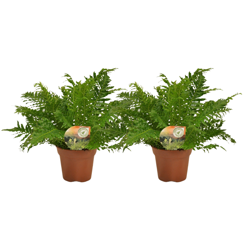 Blechnum Silver Lady en pot Ø17cm  Hauteur 50cm. Plante verte type Blechnum Silver Lady, livrée en pot, idéale pour intérieur lumineux.