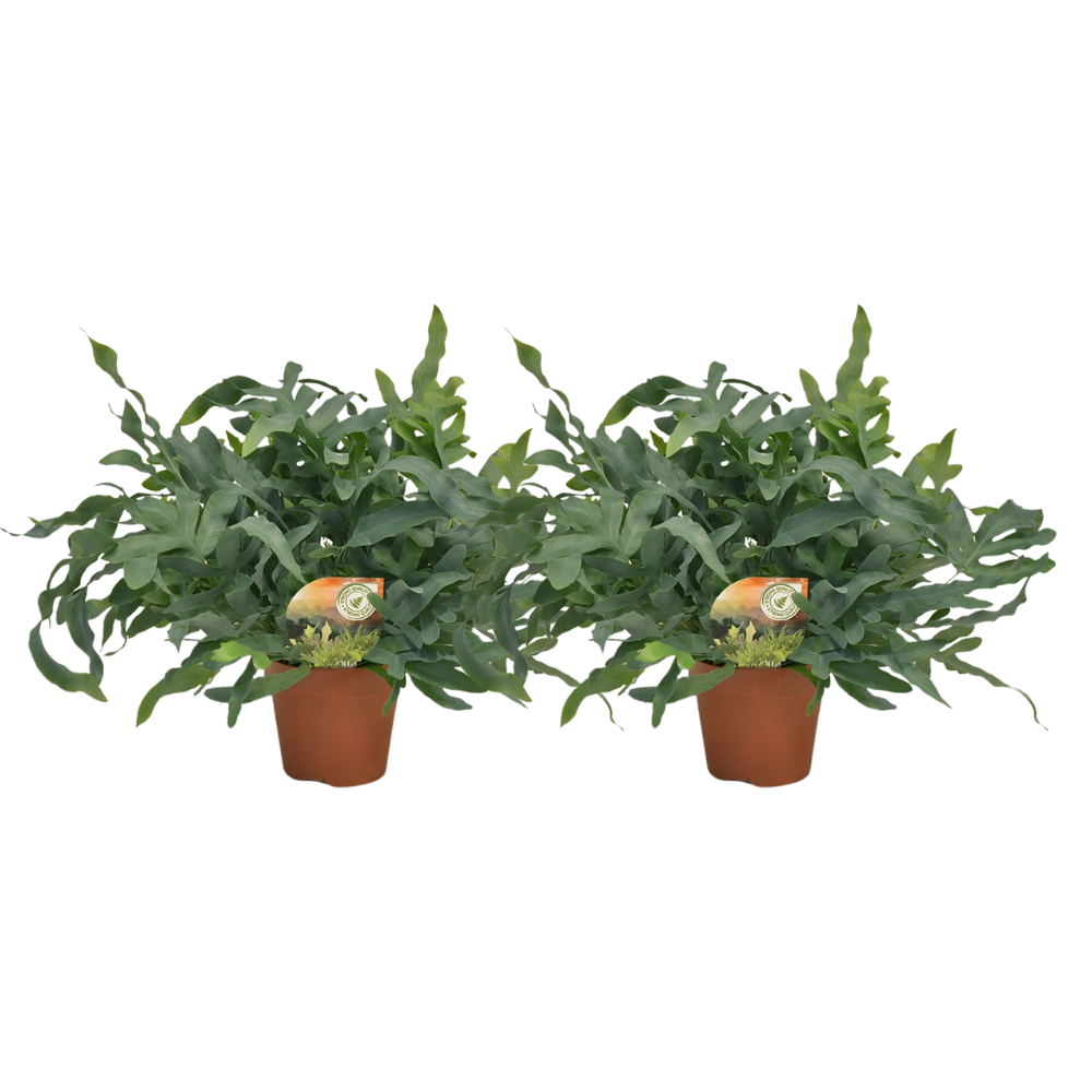 Phlebodium Blue Star en pot Ø17cm. Plante verte type Phlebodium Blue Star, livrée en pot, idéale pour intérieur lumineux.
