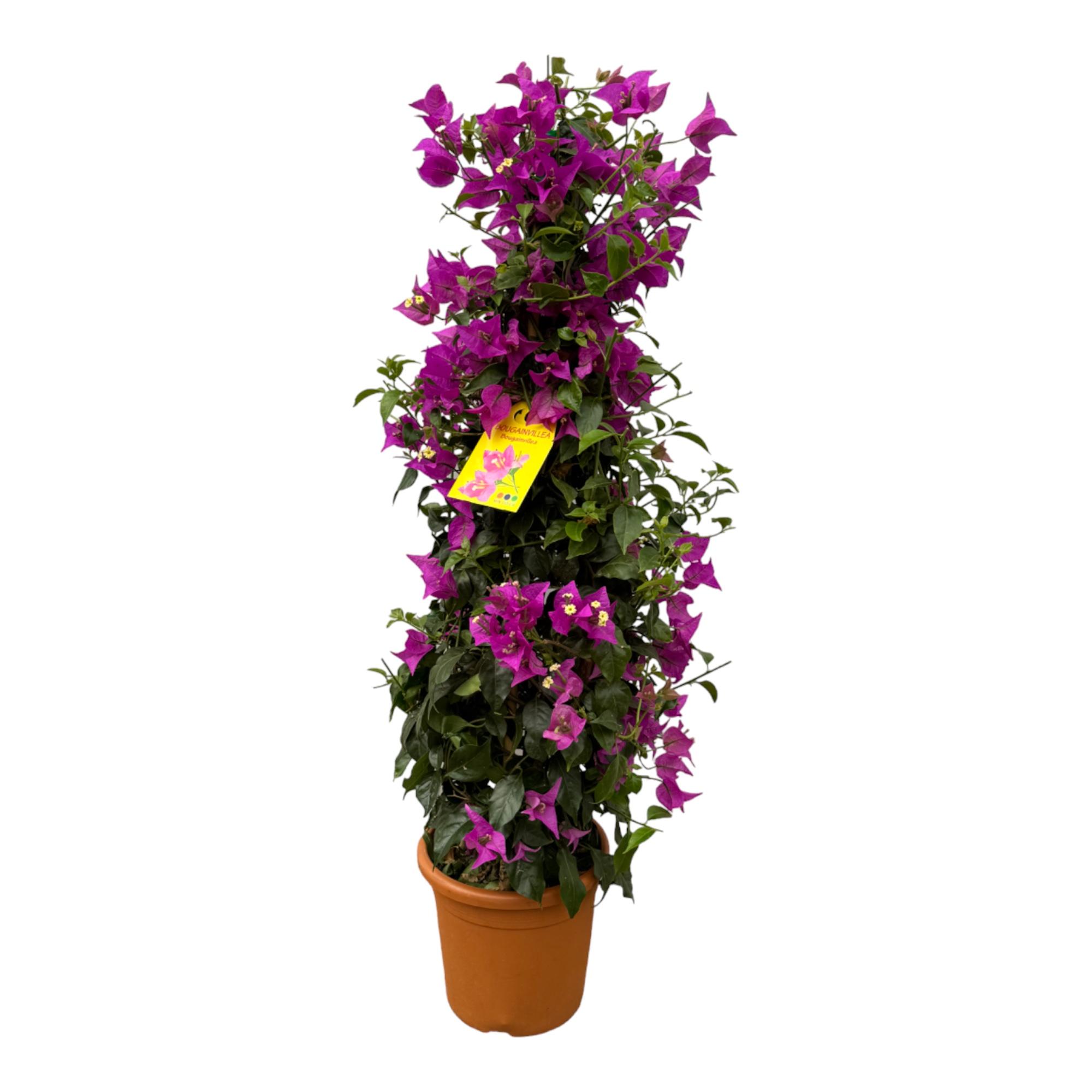 Bougainvillea pyramide en pot Ø17cm. Plante verte type Bougainvillea pyramide, livrée en pot, idéale pour intérieur lumineux.