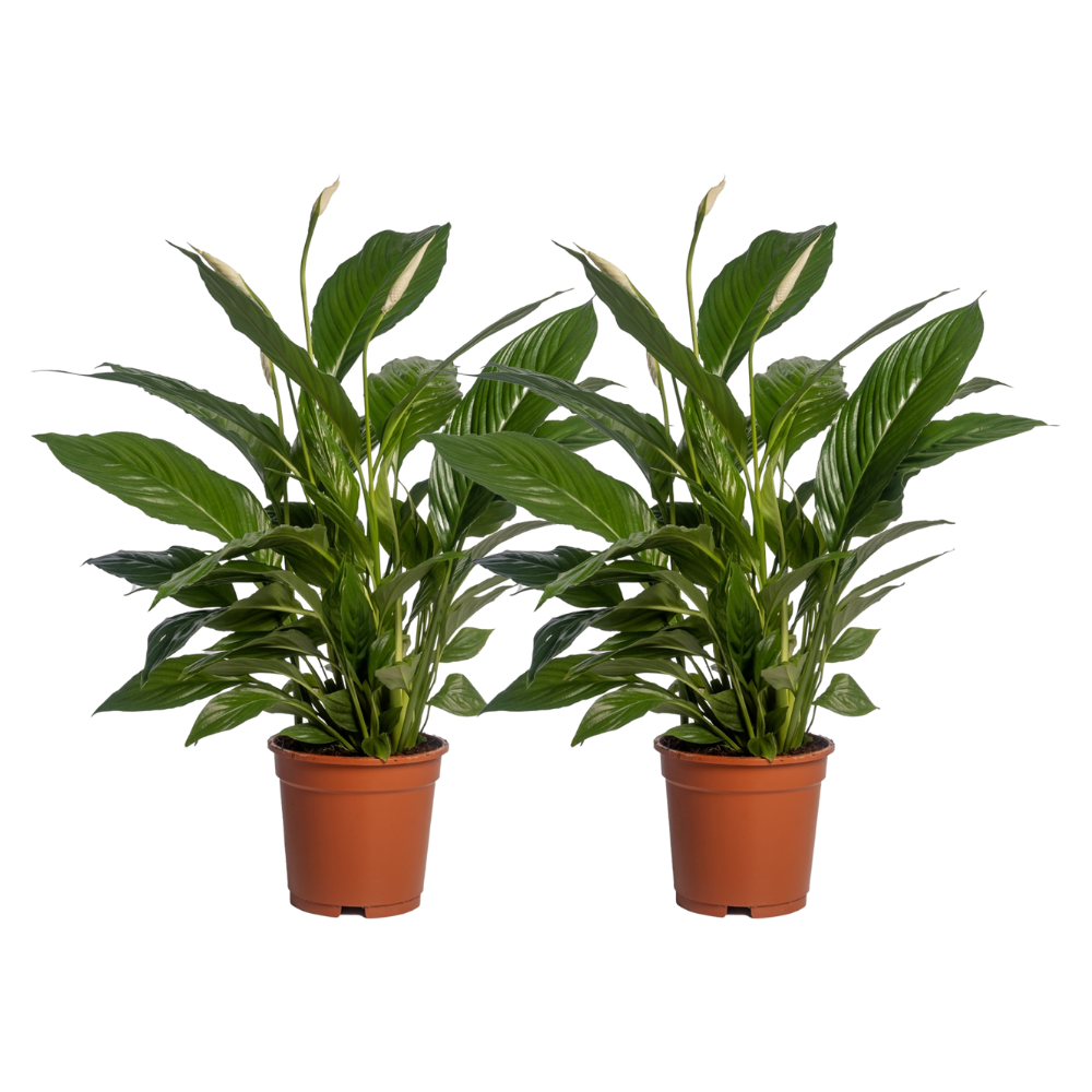 Spathiphyllum Vivaldi en pot Ø17cm  Hauteur 70cm. Plante verte type Spathiphyllum Vivaldi, livrée en pot, idéale pour intérieur lumineux.