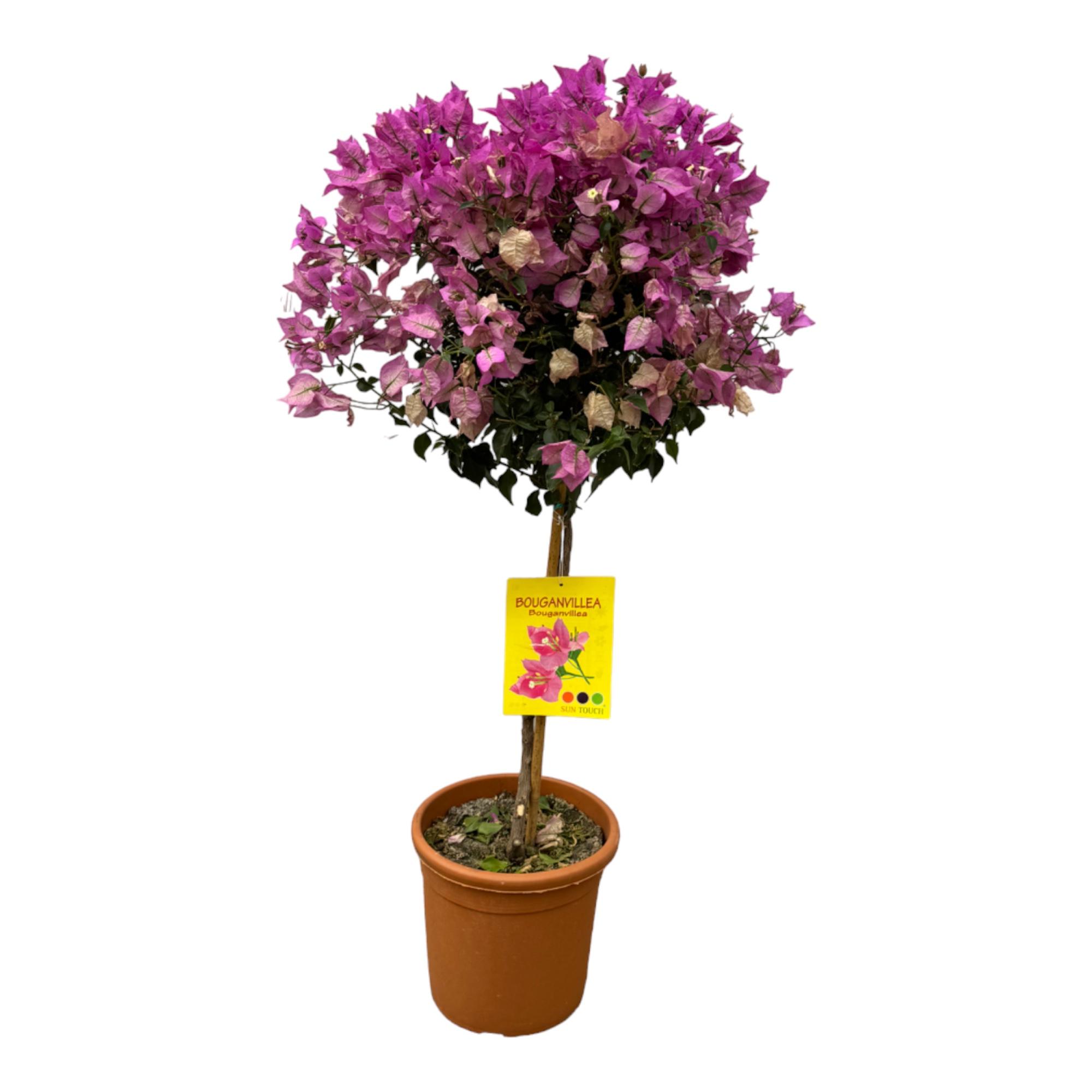 Bougainvillea op stam en pot Ø21cm. Plante verte type Bougainvillea op stam, livrée en pot, idéale pour intérieur lumineux.
