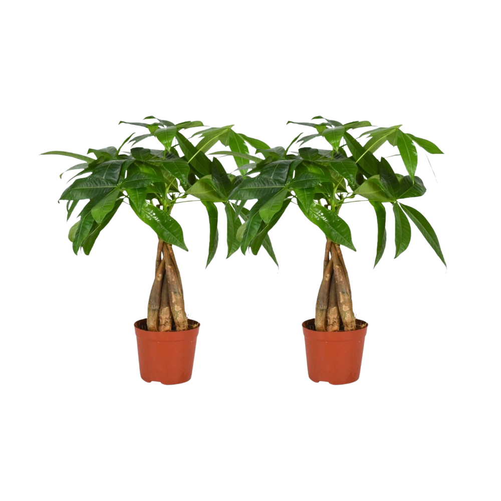 Pachira Aquatica Gevlochten Stam en pot Ø12cm  Hauteur 35cm. Plante verte type Pachira Aquatica Gevlochten Stam, livrée en pot, idéale pour intérieur lumineux.