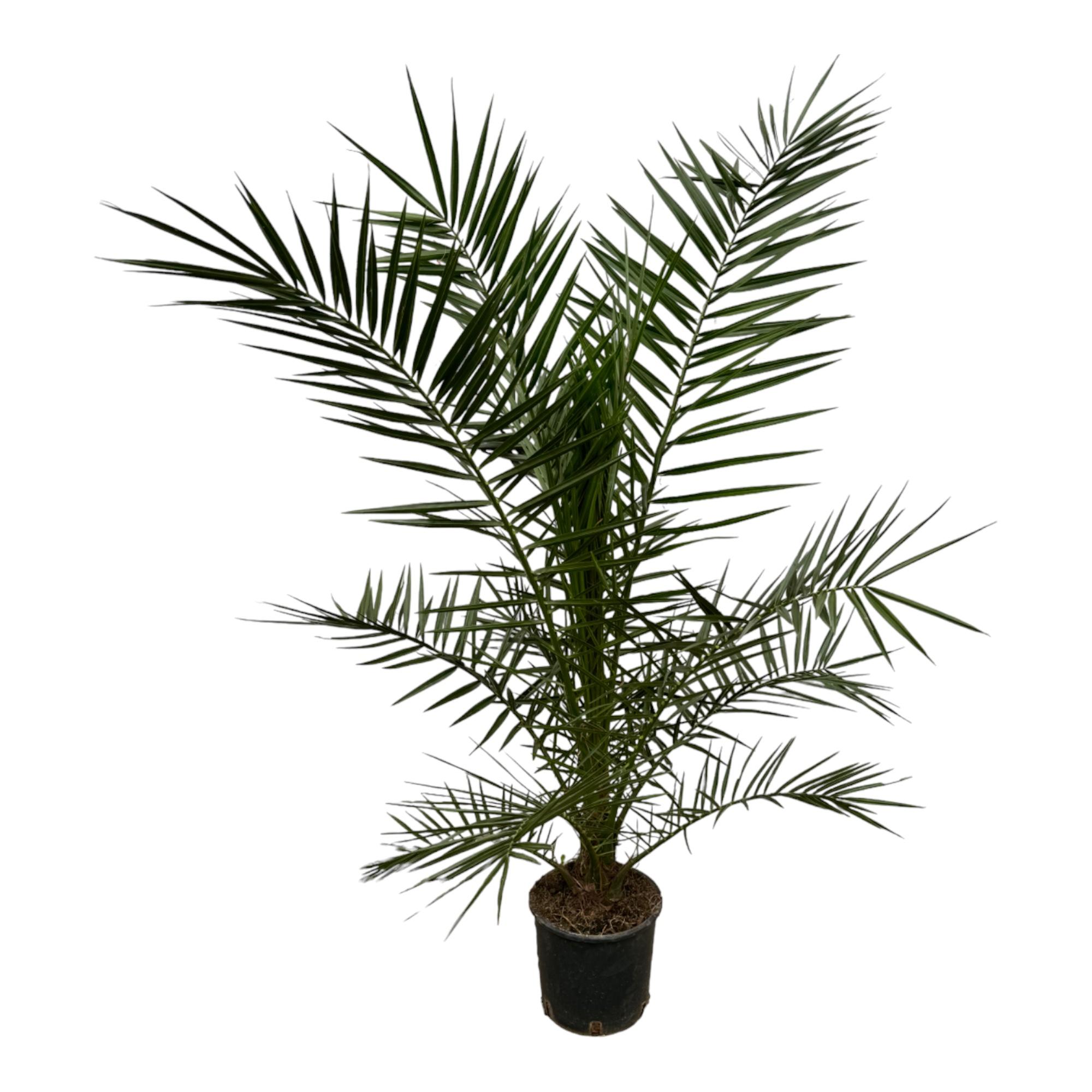 Phoenix Canariensis en pot Ø22cm. Plante verte type Phoenix Canariensis, livrée en pot, idéale pour intérieur lumineux.