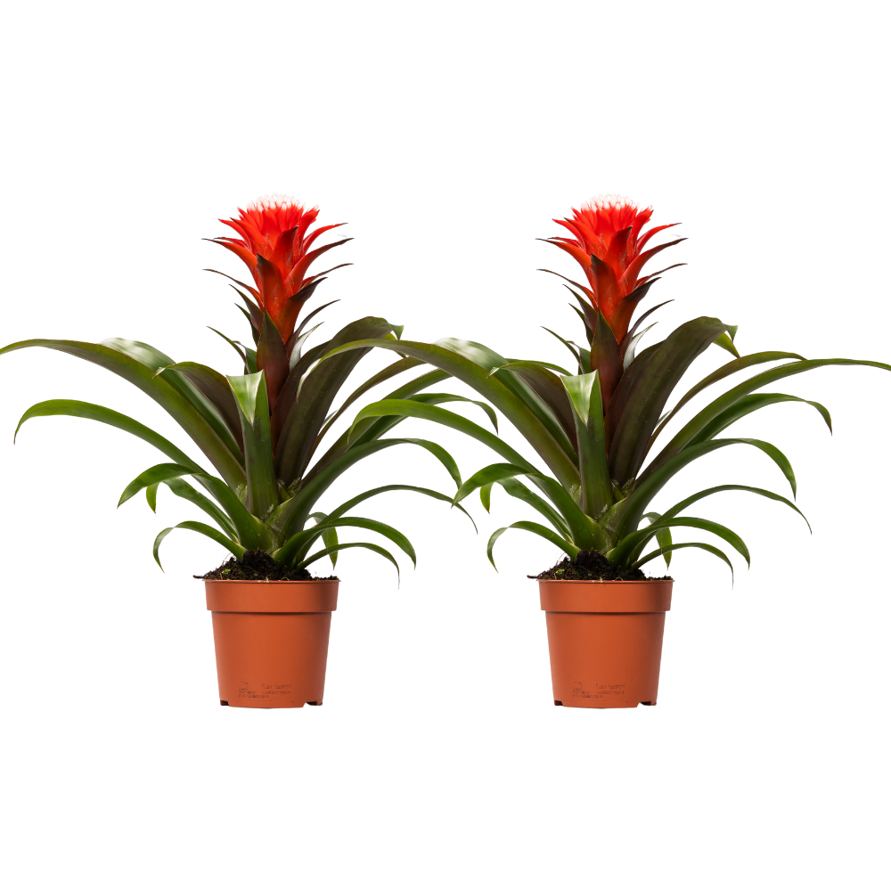 Guzmania Hope en pot Ø12cm  Hauteur 40cm. Plante verte type Guzmania Hope, livrée en pot, idéale pour intérieur lumineux.