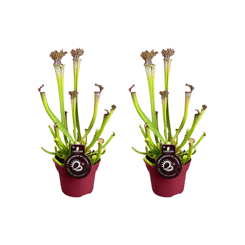 Sarracenia Farnhamii en pot Ø12cm  Hauteur 40cm. Plante verte type Sarracenia Farnhamii, livrée en pot, idéale pour intérieur lumineux.