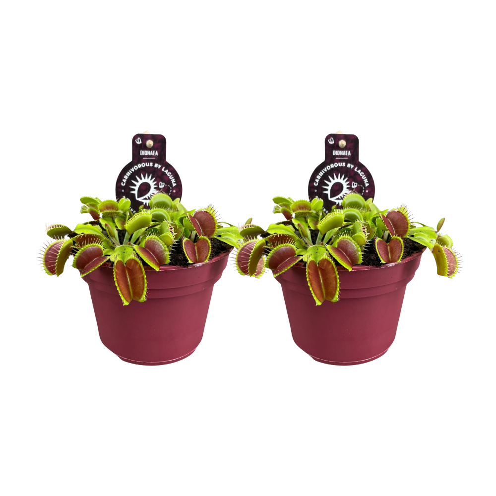 Dionaea Muscipula en pot Ø12cm  Hauteur 12cm. Plante verte type Dionaea Muscipula, livrée en pot, idéale pour intérieur lumineux.