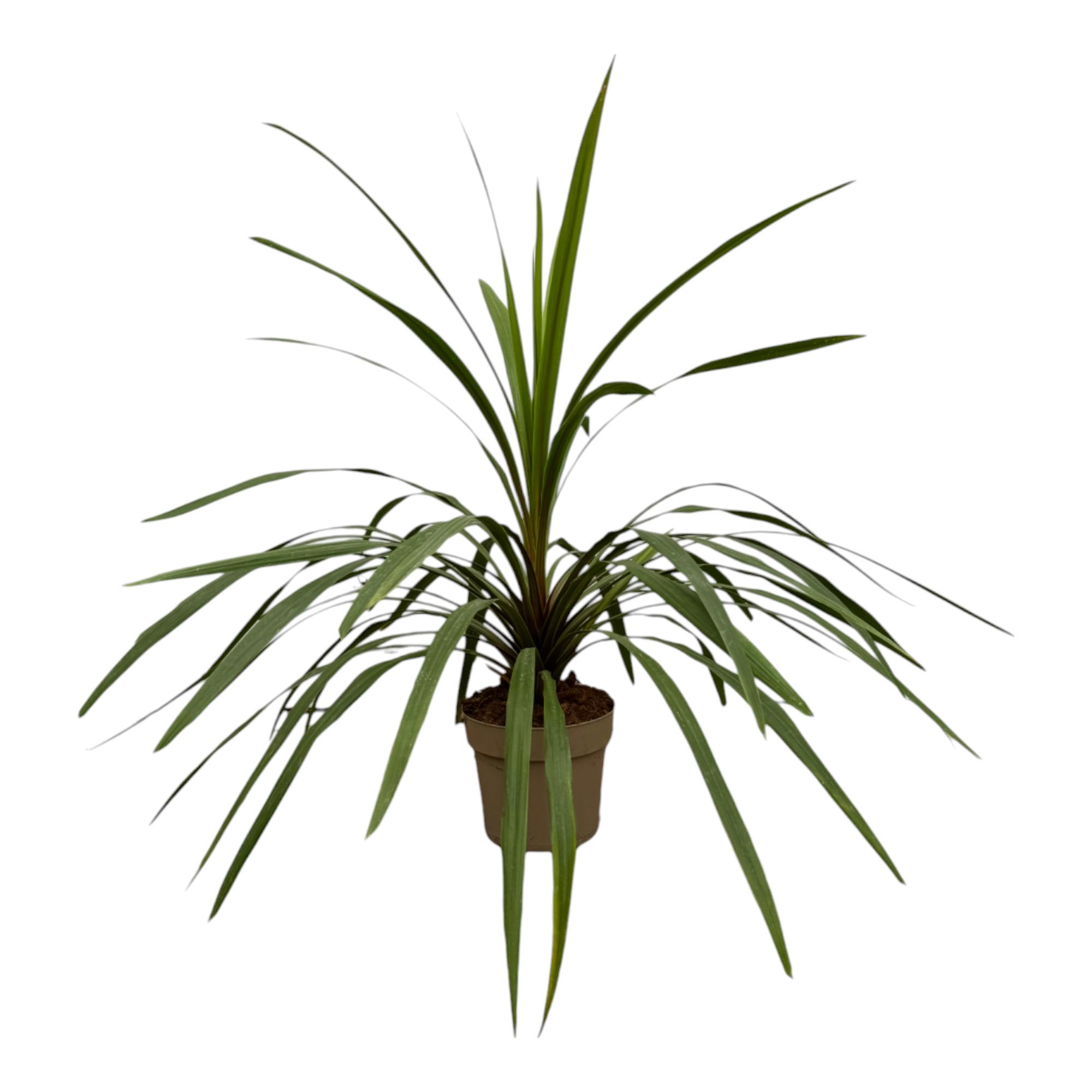 Cordyline Peko en pot Ø24cm. Plante verte type Cordyline Peko, livrée en pot, idéale pour intérieur lumineux.