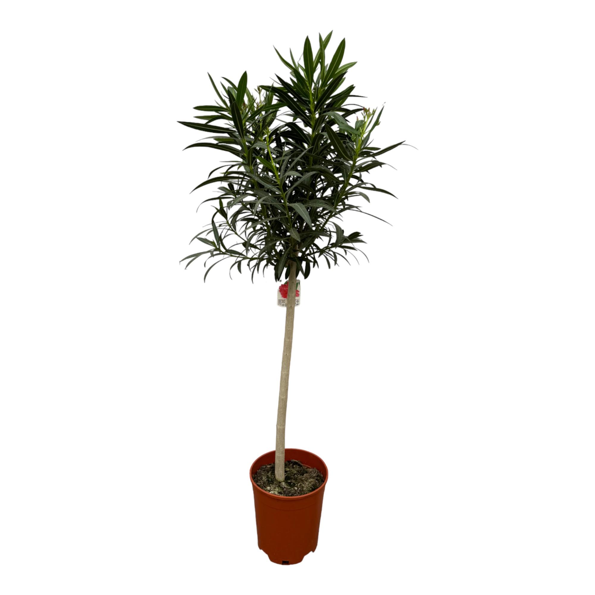Nerium Oleander op stam met roze bloem en pot Ø31cm. Plante verte type Nerium Oleander op stam met roze bloem, livrée en pot, idéale pour intérieur lumineux.