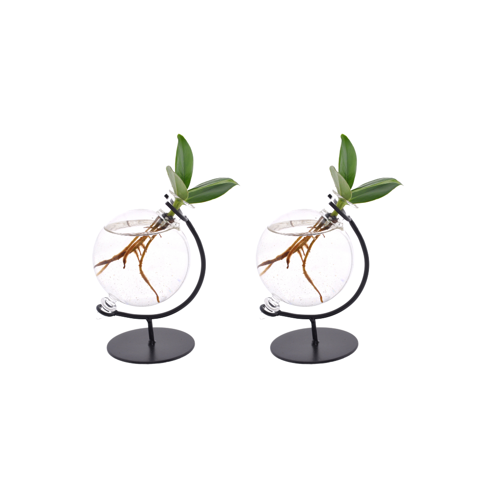 Clusia in Victoria Glas en pot Ø5cm  Hauteur 10cm. Plante verte type Clusia in Victoria Glas, livrée en pot, idéale pour intérieur lumineux.