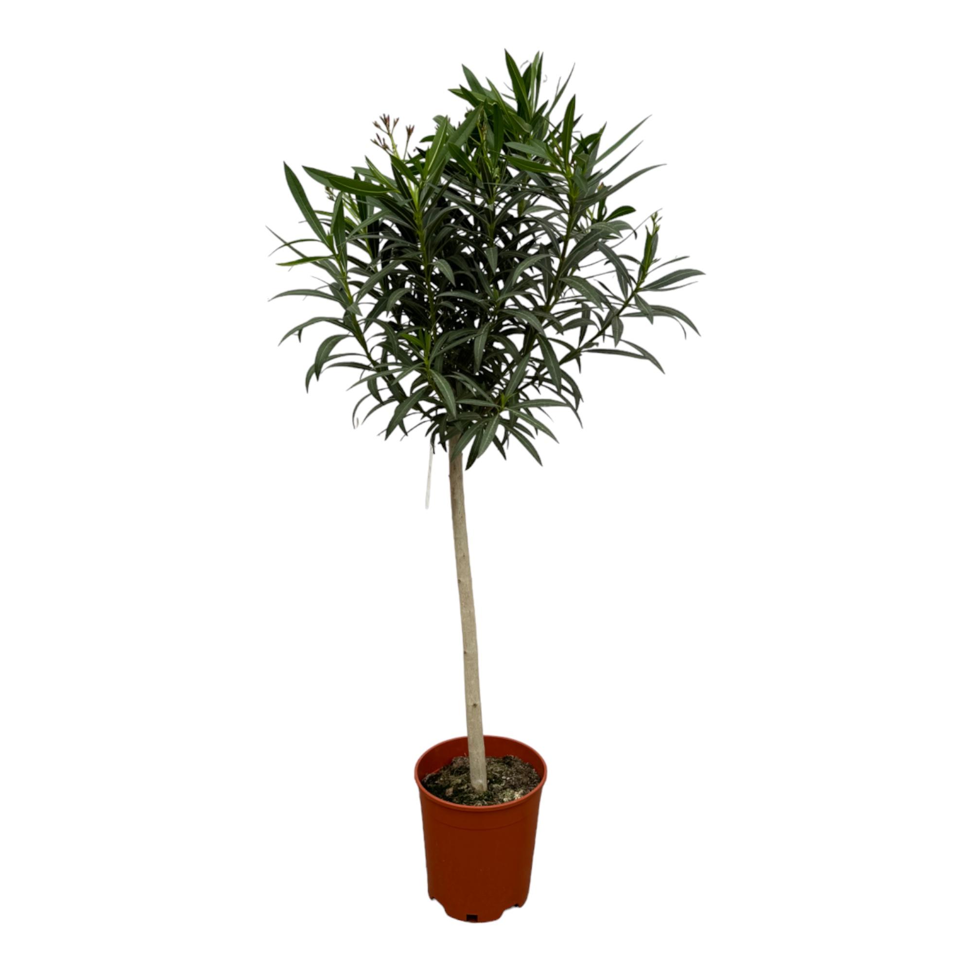 Nerium Oleander op stam met rode bloem en pot Ø31cm. Plante verte type Nerium Oleander op stam met rode bloem, livrée en pot, idéale pour intérieur lumineux.